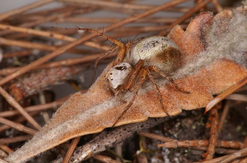 Oxyopes_variabilis_D7955_Z_90_North Stradbroke island_Australie.jpg